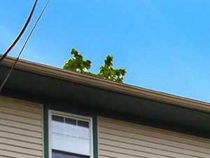 Niagara Court Apartments Property Image